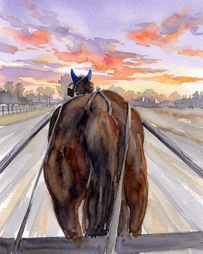 Standardbred harness horse - standardbred,